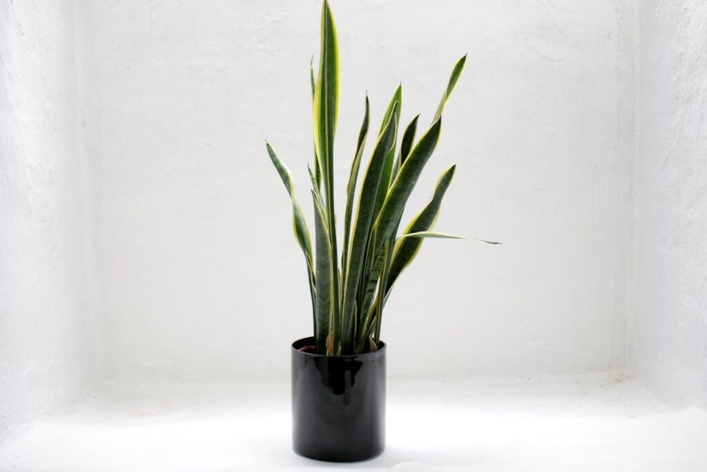 Snake plant benefits for indoor air-best home plants and their benefits
