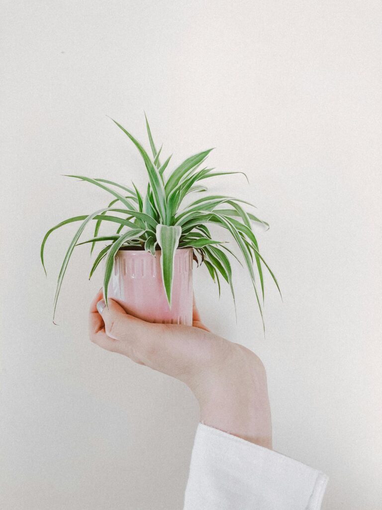 Spider Plant in home-best home plants and their benefits
