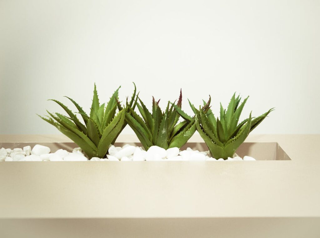 Aloe Vera plant benefits for indoor air-best home plants and their benefits
