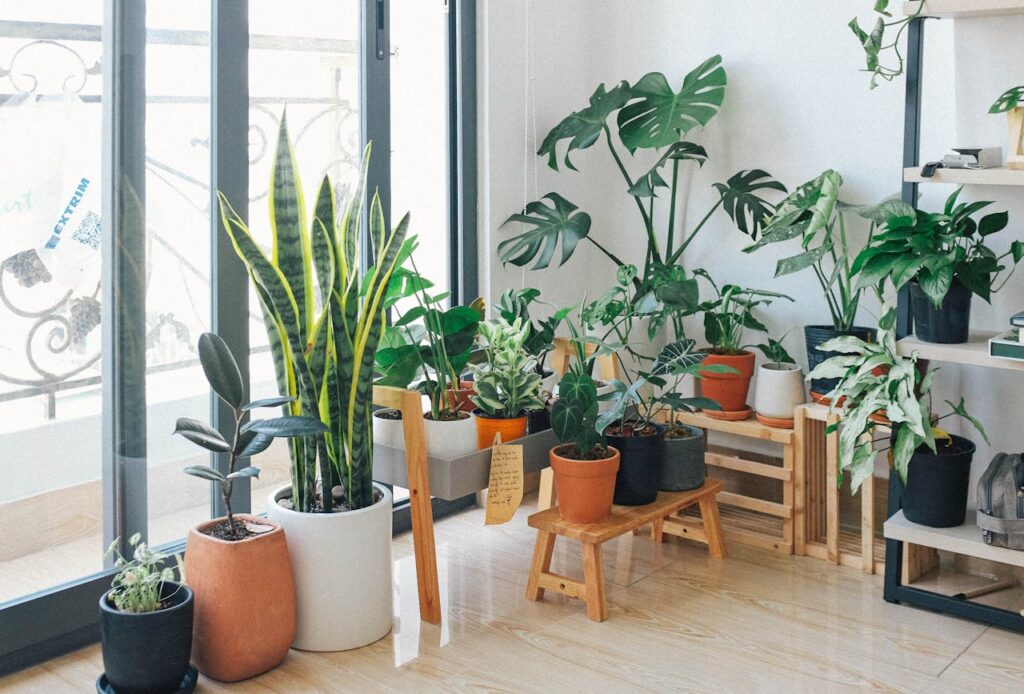 best home plants and their benefits
