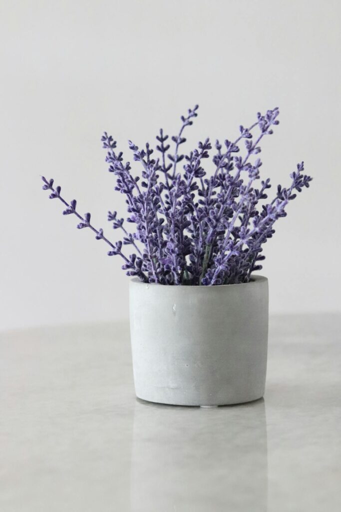 Lavender plant in home-best home plants and their benefits

