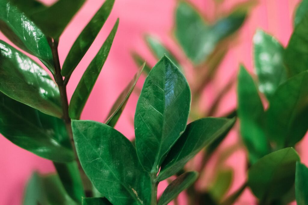 Zamioculcas zamiifolia plant in home-best home plants and their benefits

