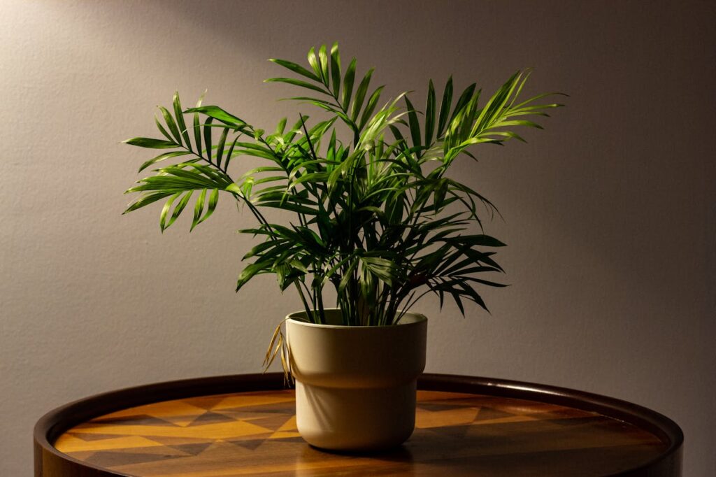 Areca palm plant in living room-best home plants and their benefits
